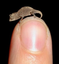 "National Geographic" The tiniest camleon