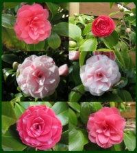 Today: Some of the colour varieties on my "white" Camellia