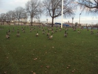 Portland Ducks