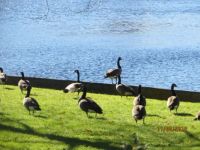 Canada Geese by NH Lake