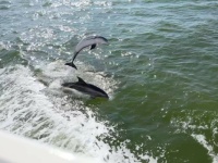 Dolphins jumping in Charlotte Harbor
