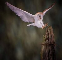 The barn owl has landed, Northcumberland, UK