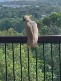 Naughty Cockie just raided the bird feeder!
