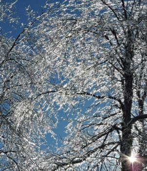 Ice Storm: Back-Lit Cherry Tree