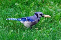 Wild Birds Feeding (#3)