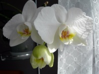 ORCHIDEJ