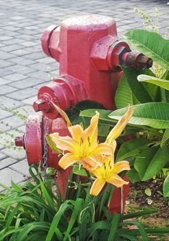 Flowers and Fire Plug