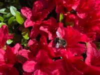 Bumble bee on azalea