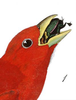 SUMMER RED BIRD