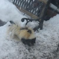 Smelly Visitor to the Bird Feeder