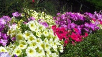 Garden Border
