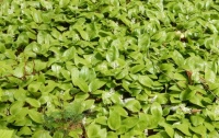 Canadian Mayflowers (Challenge Puzzle 12 to 600 pieces)