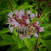 Oregano with honeybee