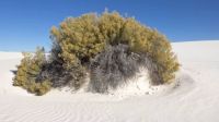 White Sands, Nové Mexiko