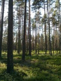 Blåbärsskog