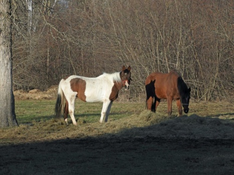 My friends' horses