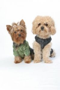 Little Cuties