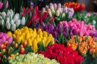 Colorful tulip flower shop