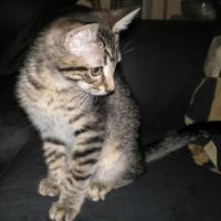 Mildmay, my Bengal Cat/Domestic Shorthair Tabby Mix (5/29/10)