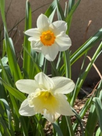 Daffodils 2 in Salt Lake City