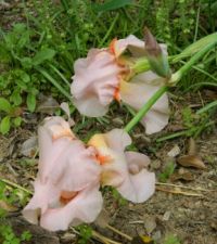 The Peachy Iris