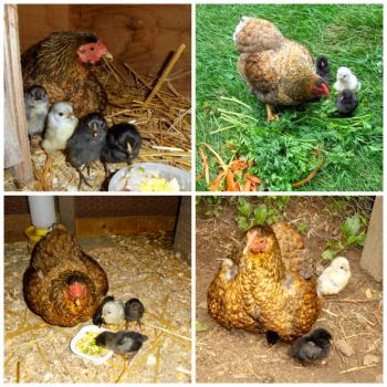 Remembering Mona and the Chicks