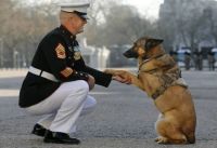 Retired U.S. Marine Corps dog Lucca