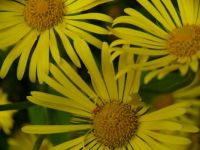 Theme - All Things Yellow
