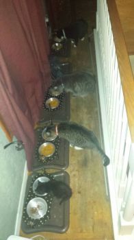 3 1/4 cats