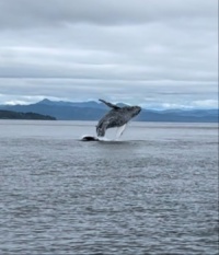 Humpback whale in Alaska waters