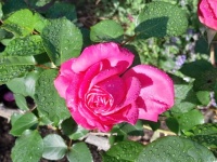 My Grace rose