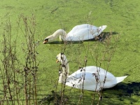 Swans (large)
