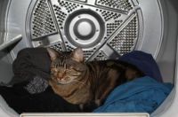 Sound asleep IN the dryer