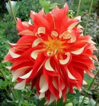 orange cream dinner plate dahlia