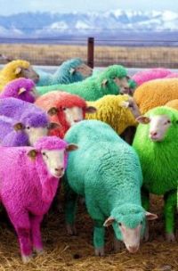 These sheep are great for Easter