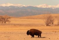 Bison at Rocky Mountain Arsenal National Wildlife Refuge.