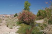 Beatty Nevada