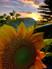 Sunflower at sunset.