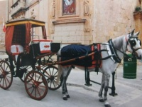 Ostrov Malta - drožka...  Island of Malta - horse cart......