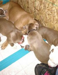 Pups with Mama