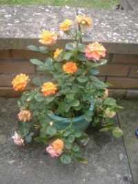 Seasonal Nature - Summer - Garden - Potted Rose (Resize: 12 - 252 Pieces)