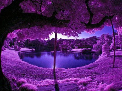 Purple Scenery at a Japanese Garden ?