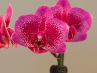 My Orchids Bloom Again