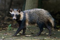 A young raccoon dog at the Chapultepec Zoo in Mexico City in 2015.