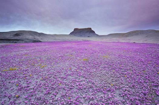 Purple flower field Utah