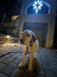 Labrador of Bethlehem