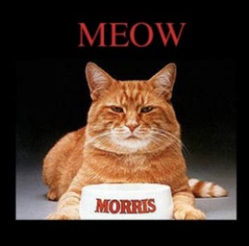 Morris the cat