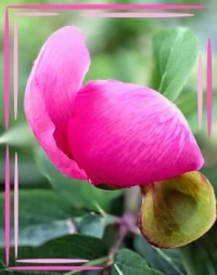 🌿🌺 Peony 🌺🌿