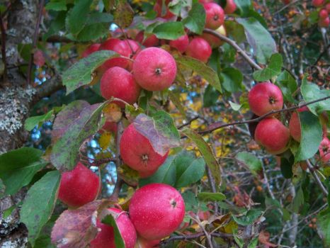 My winter apples