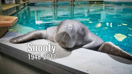 snooty the oldest manatee born in captivity died 1 day after his 69th birthday
